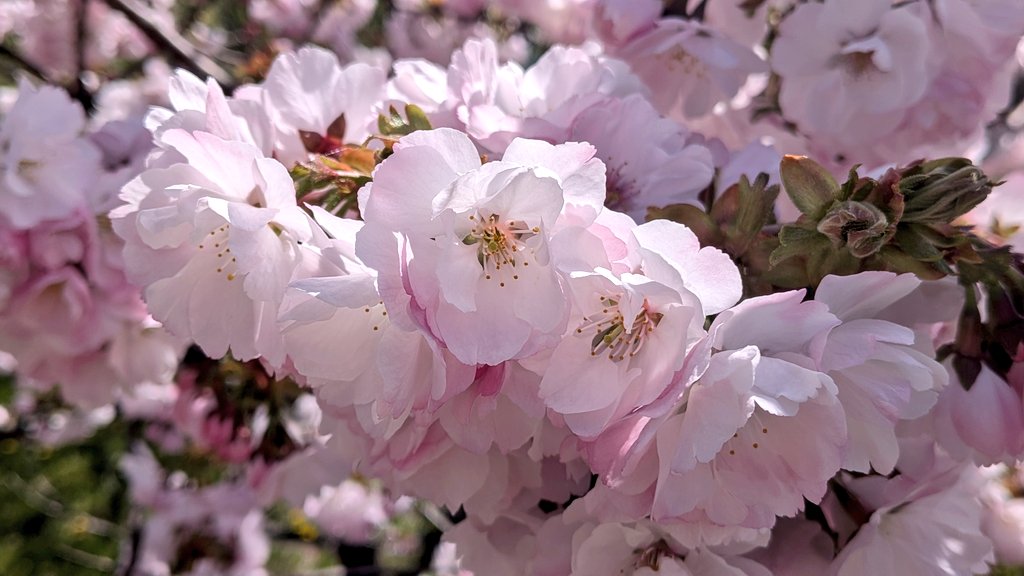 ここさん tweet media