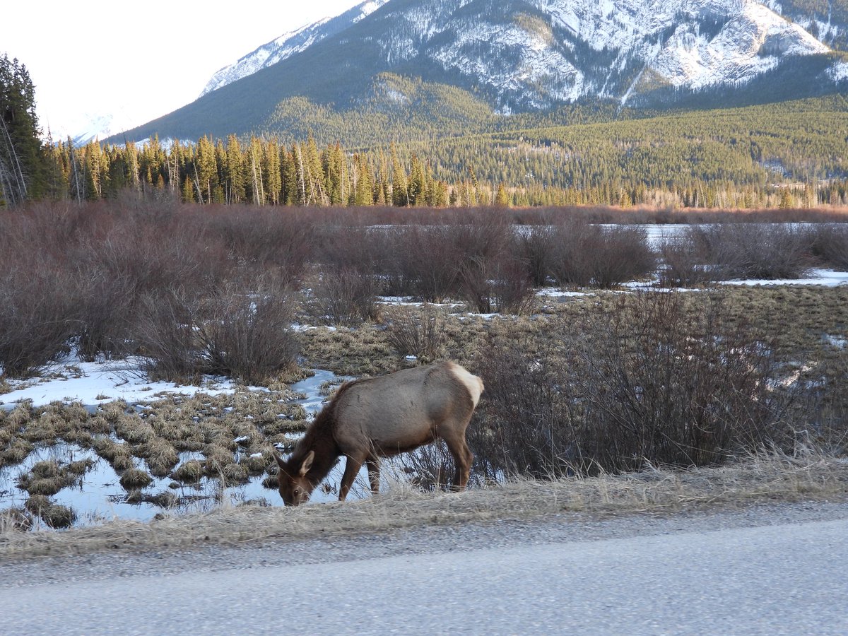 klaperoso's tweet photo. Animales Canadienses... https://t.co/maqCKlKfyi
