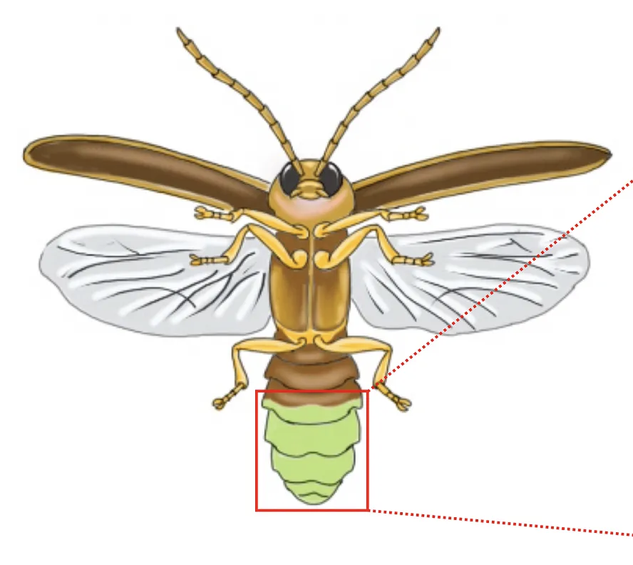 BrainyActs's tweet image. Lightning in a bottle: An illustrated tale of chemistry, seduction, and survival at the edge of darkness. 
dwaynegodwin.substack.com/p/lightning-in… #neuroscience #brain