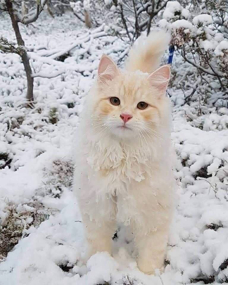 JulieParker144's tweet image. Look at this cutie pie. Who can say no to that face?
I would do anything for this little one.  So precious.pinterest.com/jparker0666/ca… #Catastic #Caterday #CatLovers