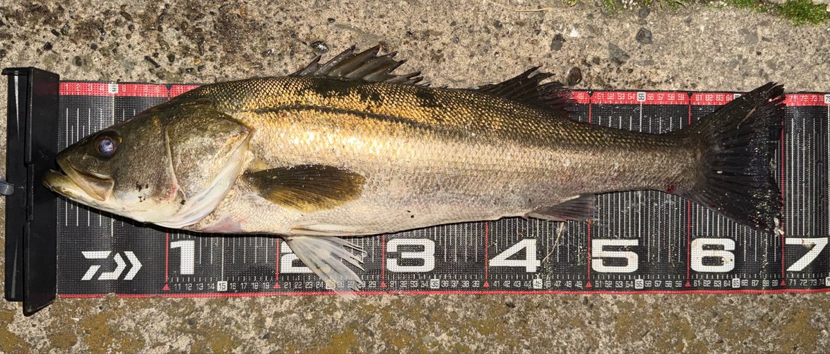 yo-shiよし tweet media