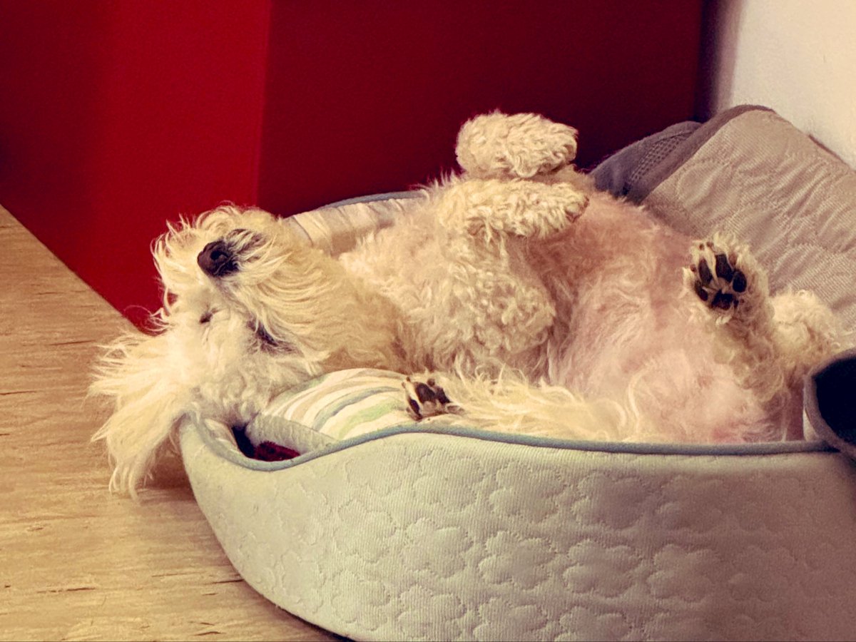 _AriCocoChan_'s tweet image. I love how my babygirl makes no fuzz when I get up at 4 am in morning for work 🤣🤣🤣 she simple plays sleeping paw queen 🥰🥰🥰

#maltese #doggy #doglife