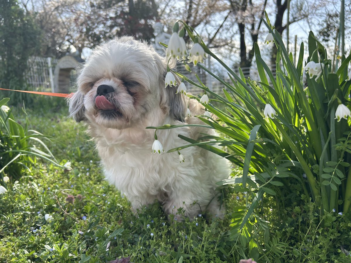 狆ズーのポム tweet media