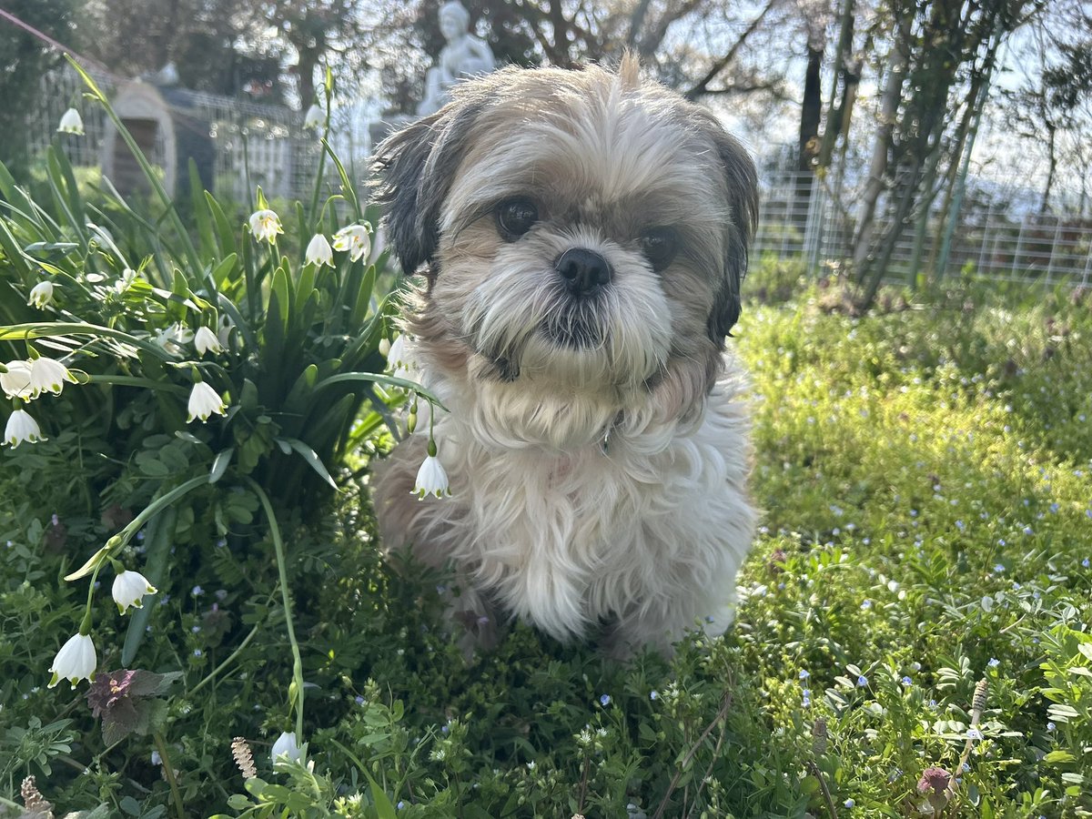 狆ズーのポム tweet media