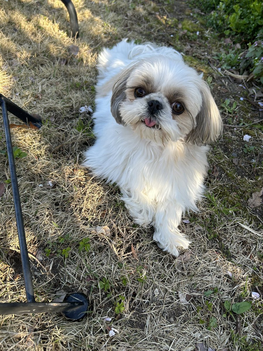 狆ズーのポム tweet media