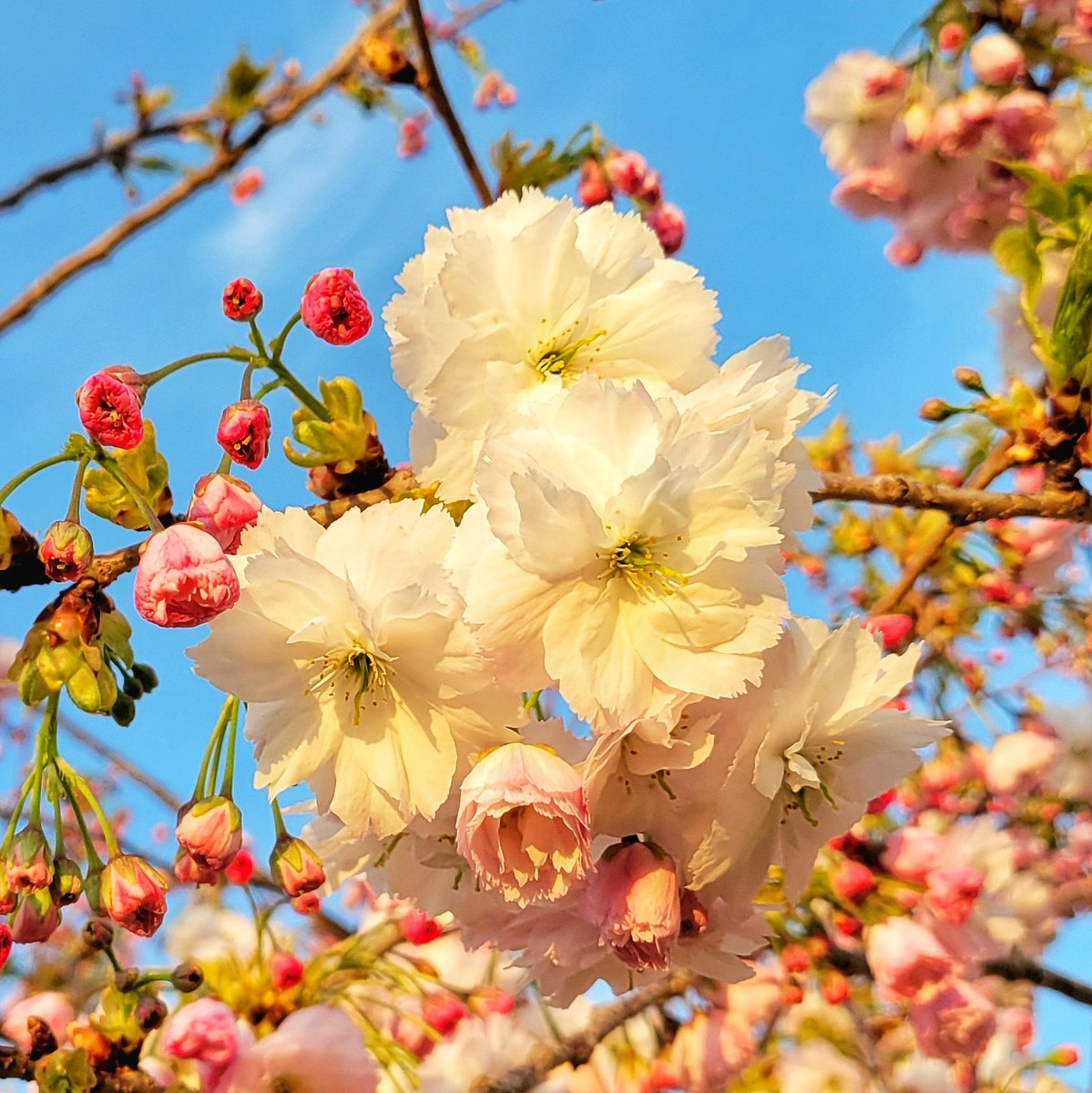 NatHeathirPhoto's tweet image. Sunset blossoms.  #WAwx #pnw #Enumclaw #cherryblossom  #spring #sonorthwest