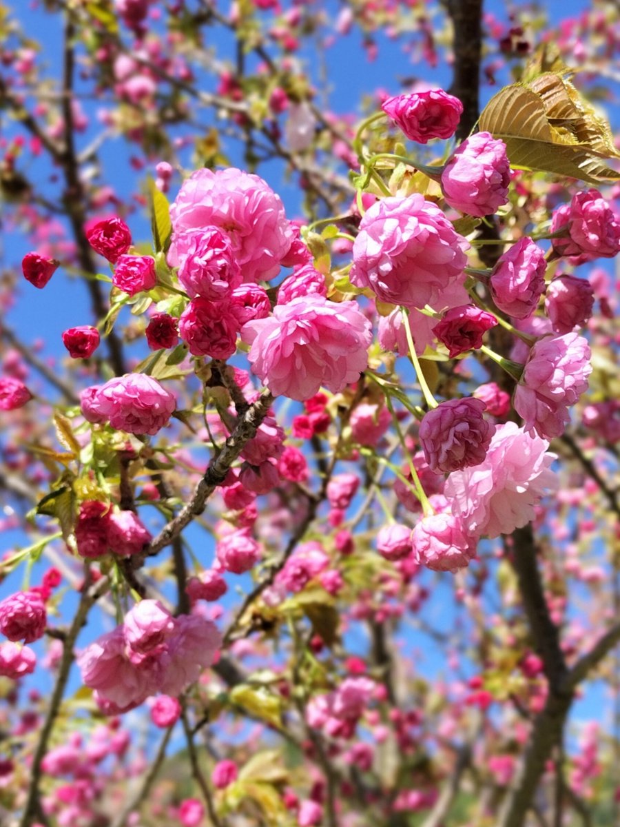 rightroad2022's tweet photo. 今年の桜のシーズン
３人の女性と色々楽しもうと企んでたけど、桜はさっさと散ってしまうし、予定は合わんし、なかなか上手くいかんかったな💧

まあ、１日だけチラホラ咲きの八重を眺めて、一緒に甘い物食べれたから良しとするか

#婚外 https://t.co/2bVGQVXltQ