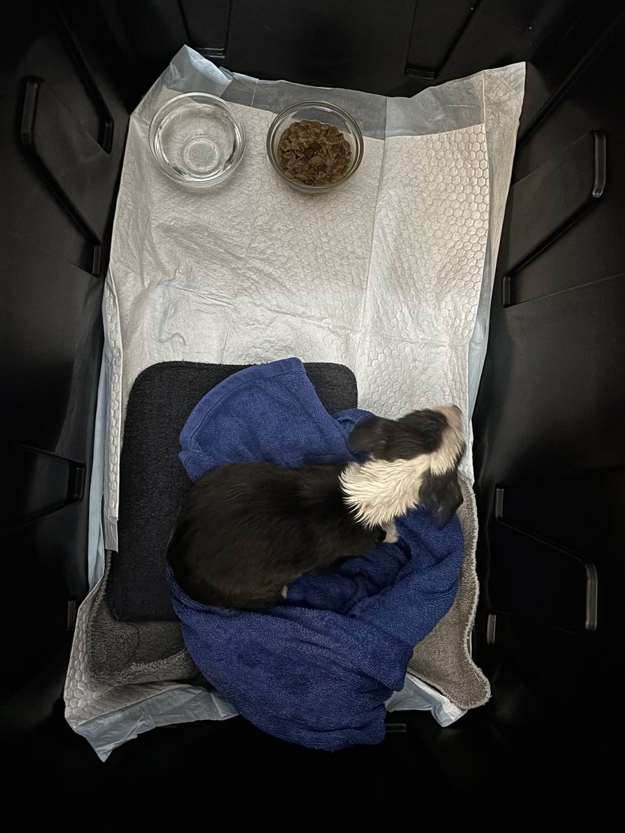 pixurio_'s tweet image. some asshole left a newborn puppy abandoned on the side of the road so I snatched it up #newpuppy #mycatsgonnakillme