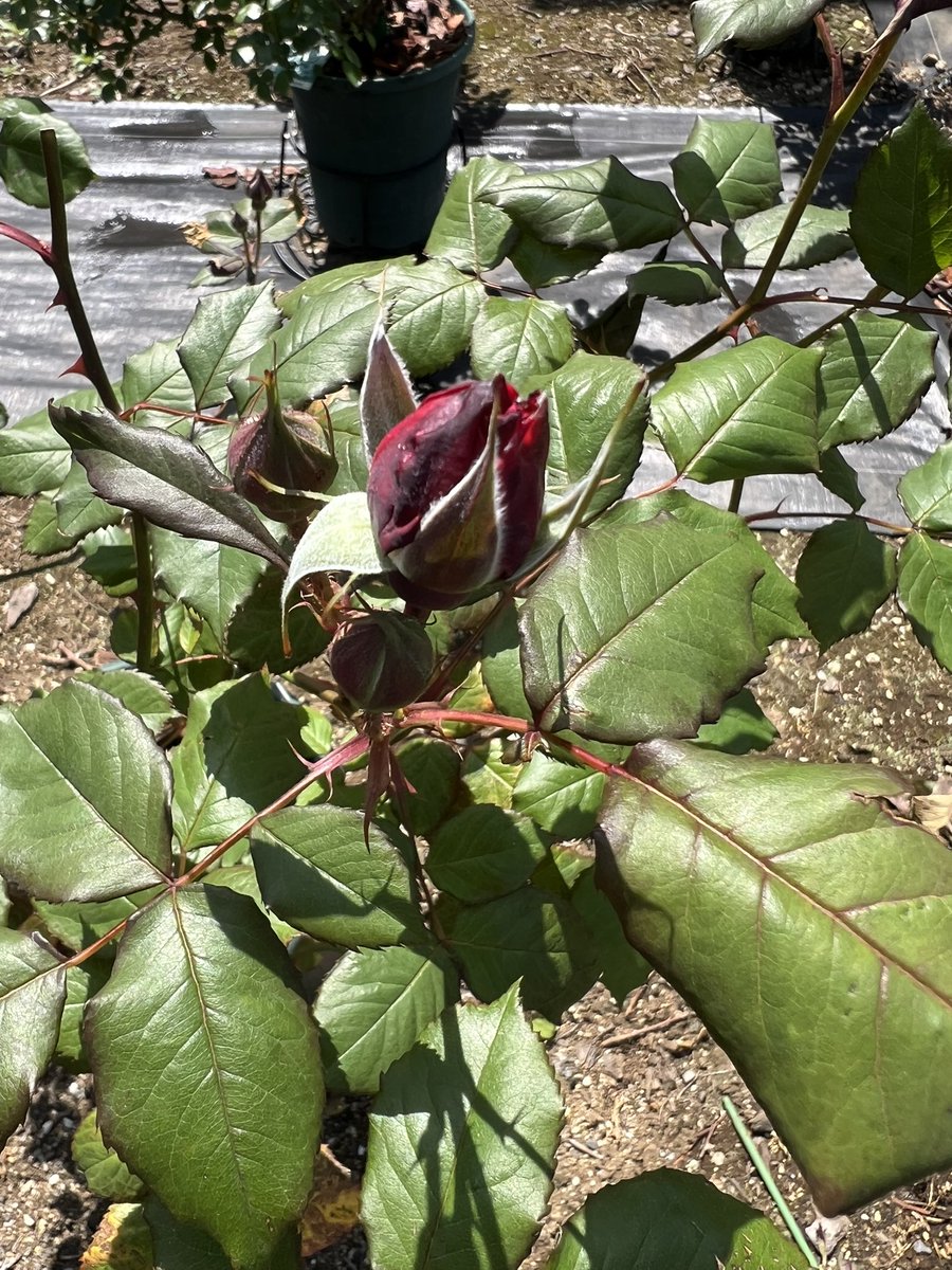 🩵ユミレオン🩵❣️iLYs❣️ tweet media