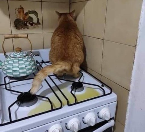 nova 🇳🇱 tweet media