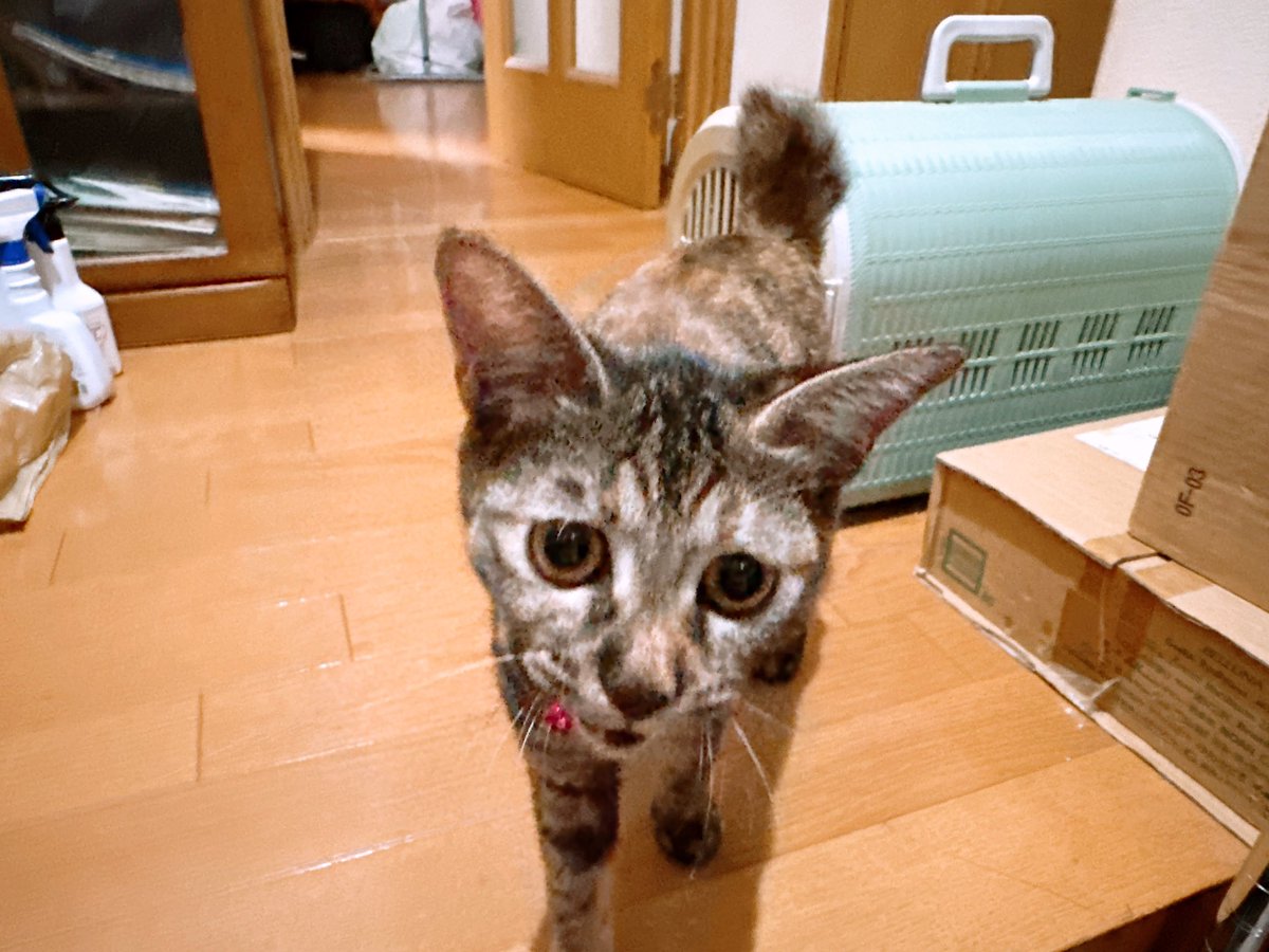 Maya Yamada@synergy drive tweet media