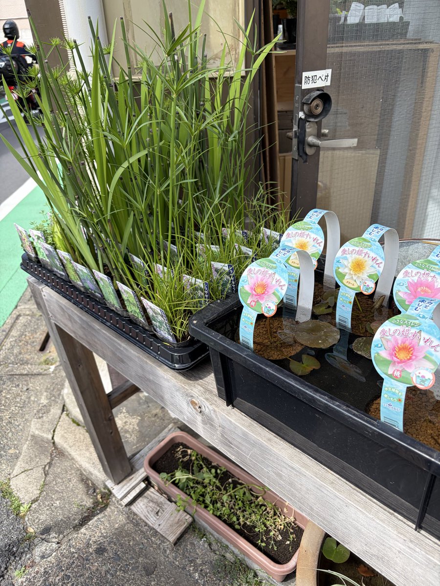 info_EARTH's tweet photo. ビオトープ植物入荷しました。 https://t.co/SUoFg1WnSf