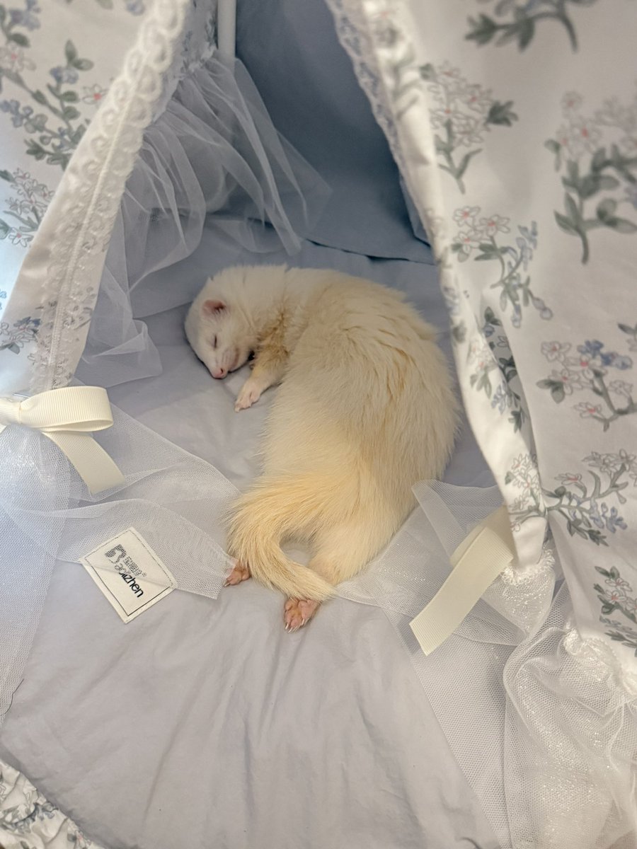 てちてちモンスター ドラコ tweet media