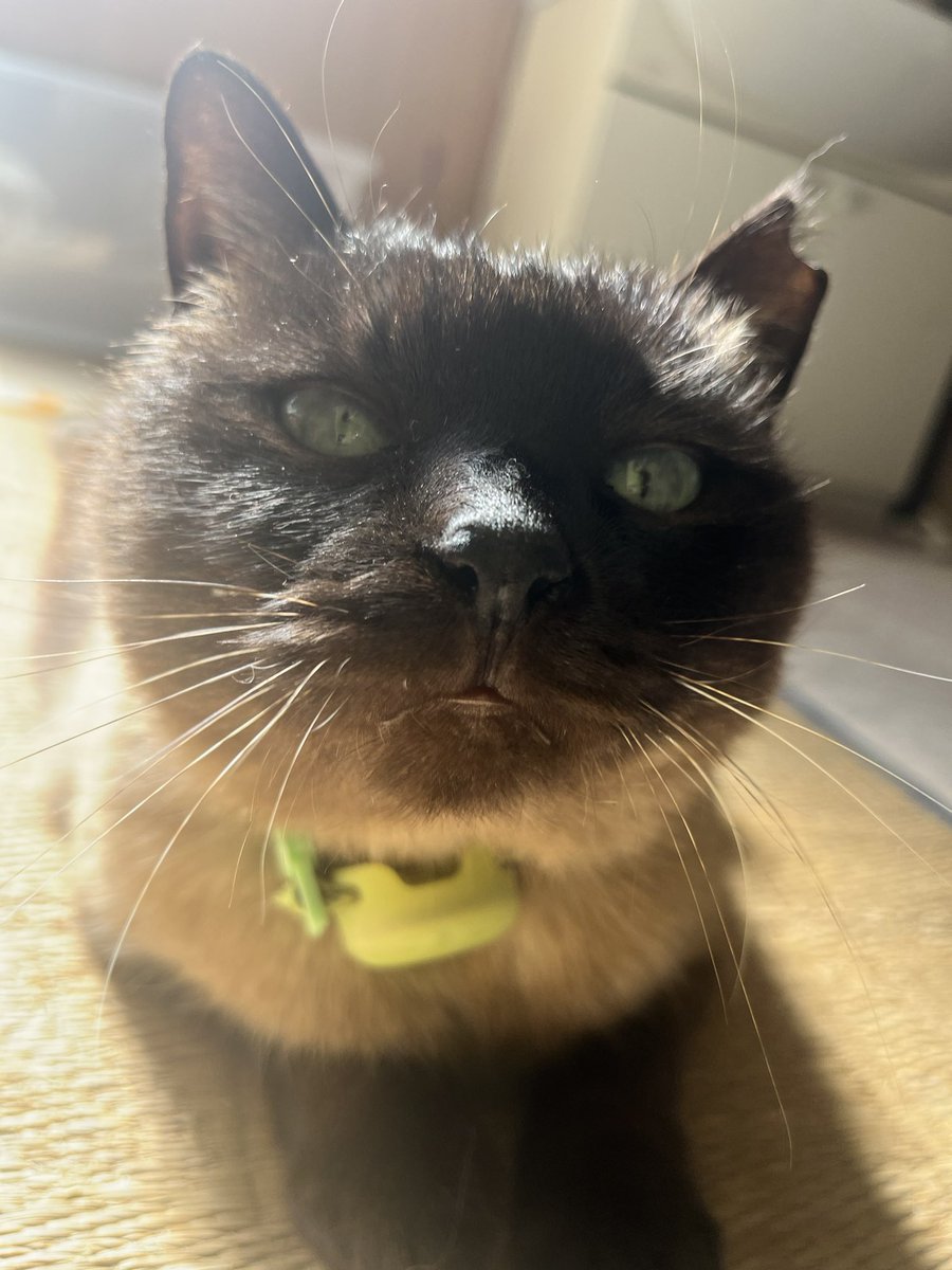 この世の宝、神が創りし奇跡の存在である猫様の画像で挨拶しないと不幸になるとかどうかと思うよ。そこに存在するだけで人々を幸せにするのが全ての猫様だぞ。わかってんのか。
もちろんお犬様もだよ。鳥もうさぎも全部だ。