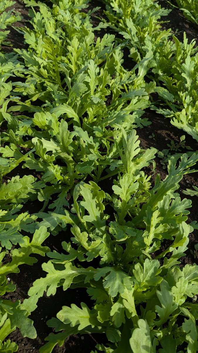 調布ベジトラスト（Farmer’s shop） tweet media