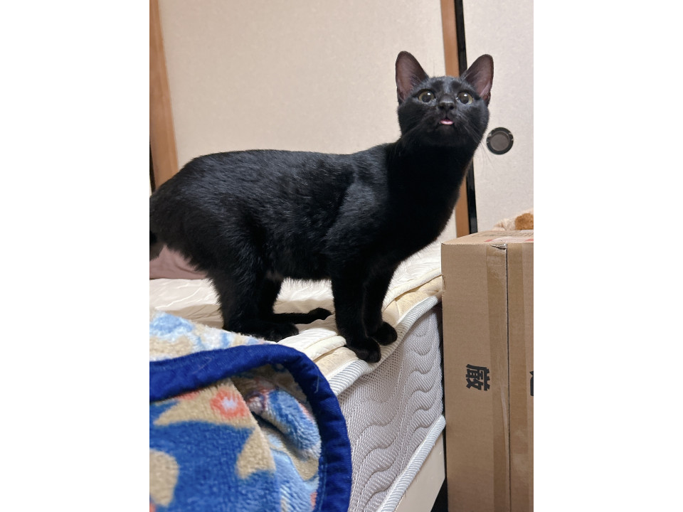 人が大好きいたずらっ子黒猫ちゃん
神奈川県 ♀ 生後7ヶ月 の"ジジちゃん"ちゃんです。
 #猫の里親募集 #神奈川県
詳細：neko-jirushi.com/foster/234867/
写真：