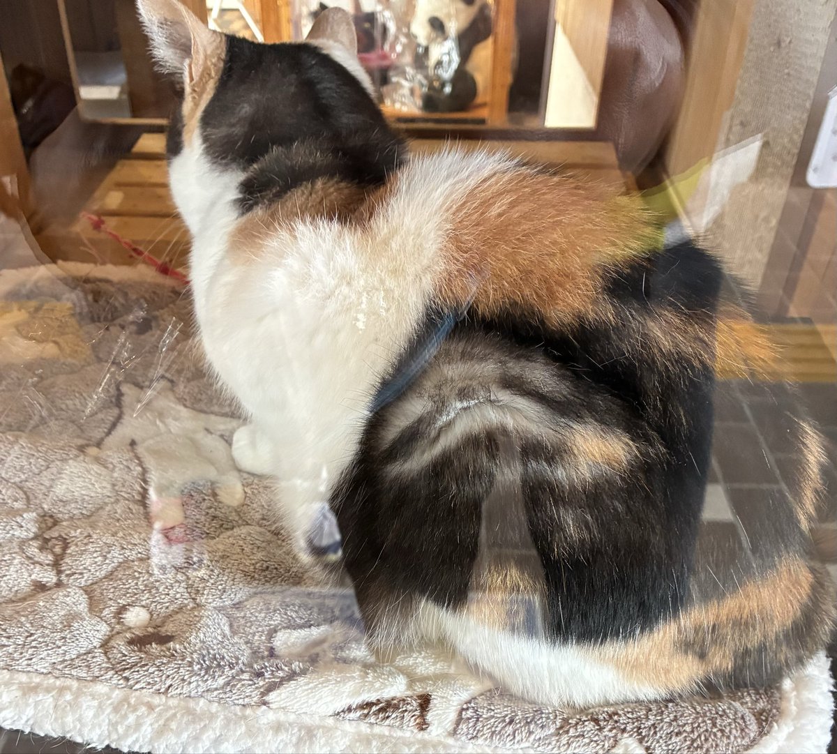 ずいこ tweet media