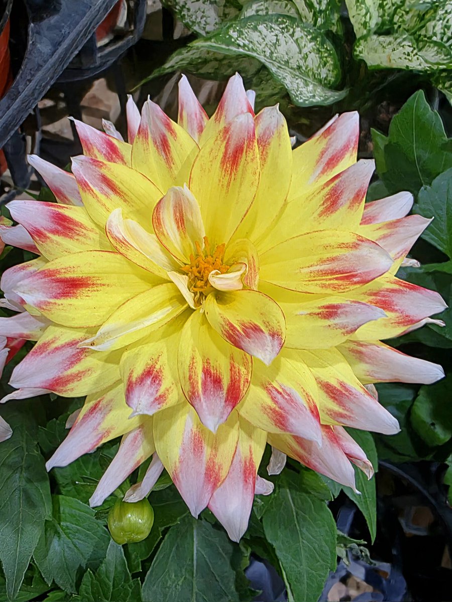 sukoya979's tweet image. Dahlia🌸💚💛✨️Have a wonderful day. 🌞☕️🙏🏿🌹   #nature.     #FlowersOnX.    #Flower