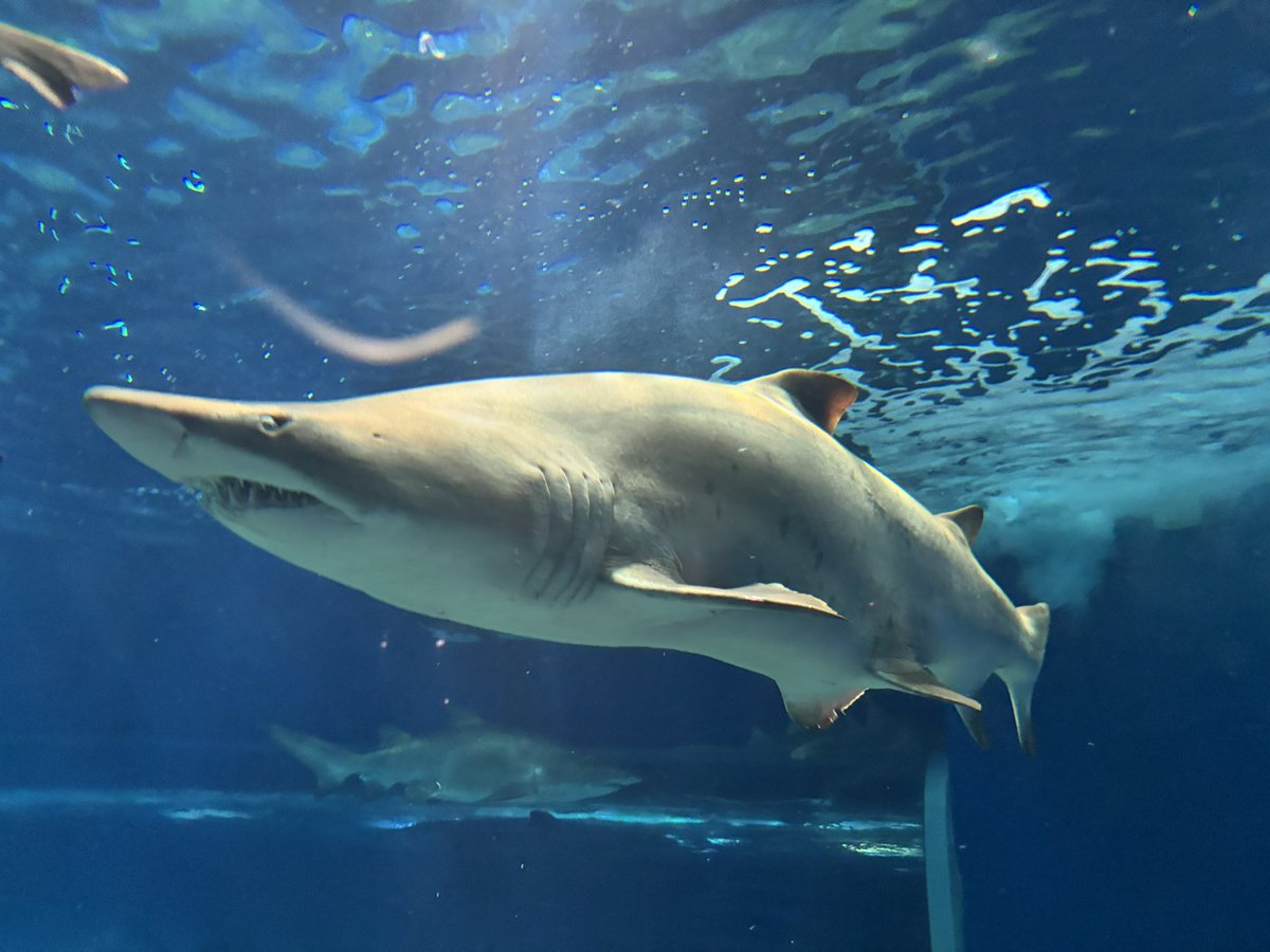 シロワニ、ナースシャーク、レモンザメが同じ水槽にいる大洗水族館スゲぇよ🦈 あと、みんな🦈を凶暴とか食べられるとか、誤解が多すぎ。 ホオジロザメ ...