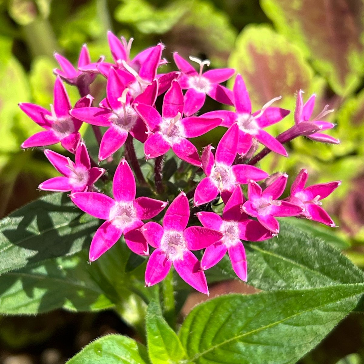 bitter 100% tweet media