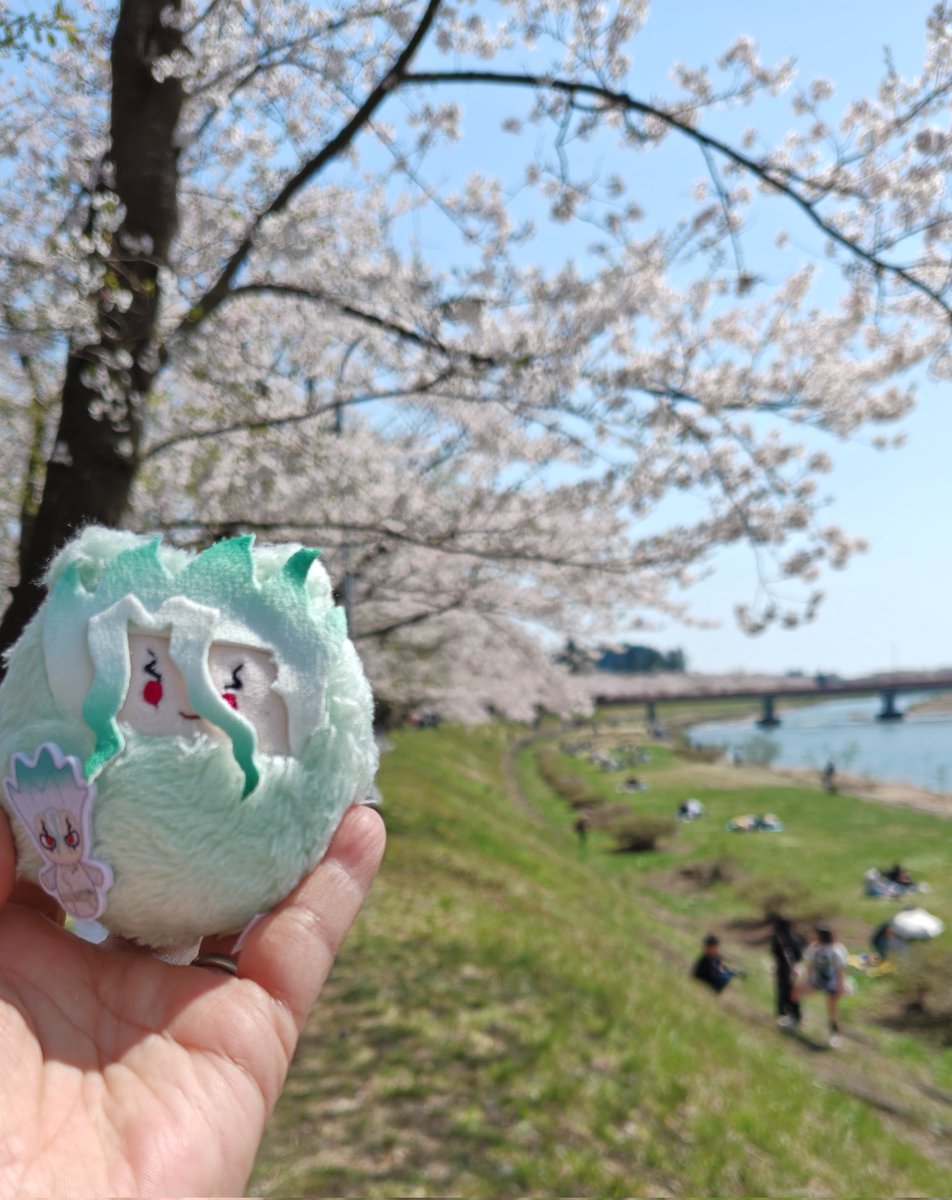 通学路がえぐい渋滞だったので、ついつでに観光客に擬態してきた🌸