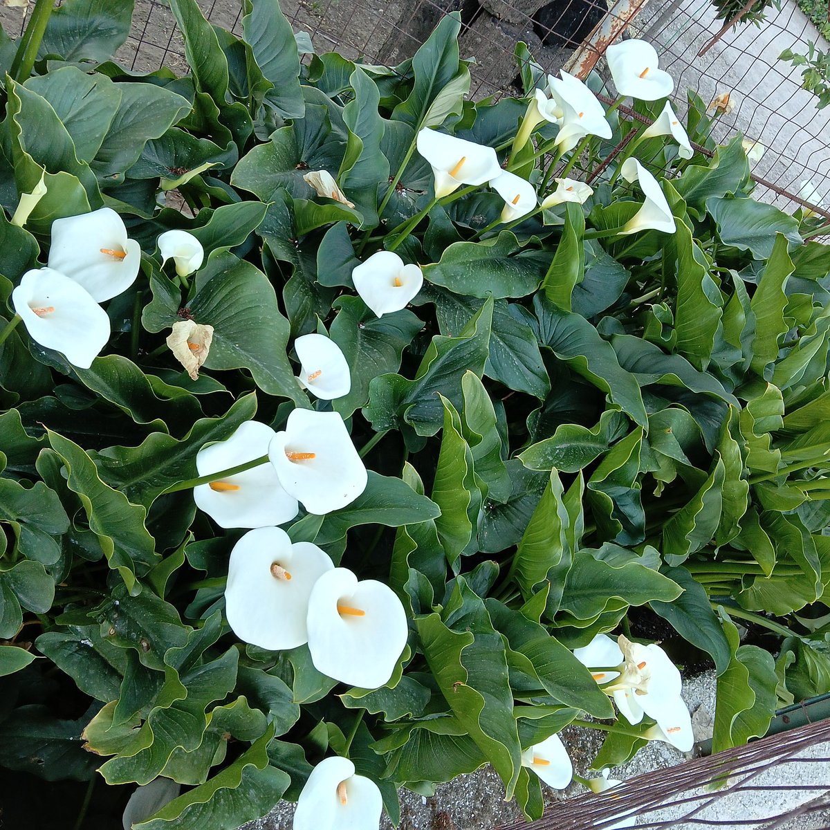 Francesco tweet media