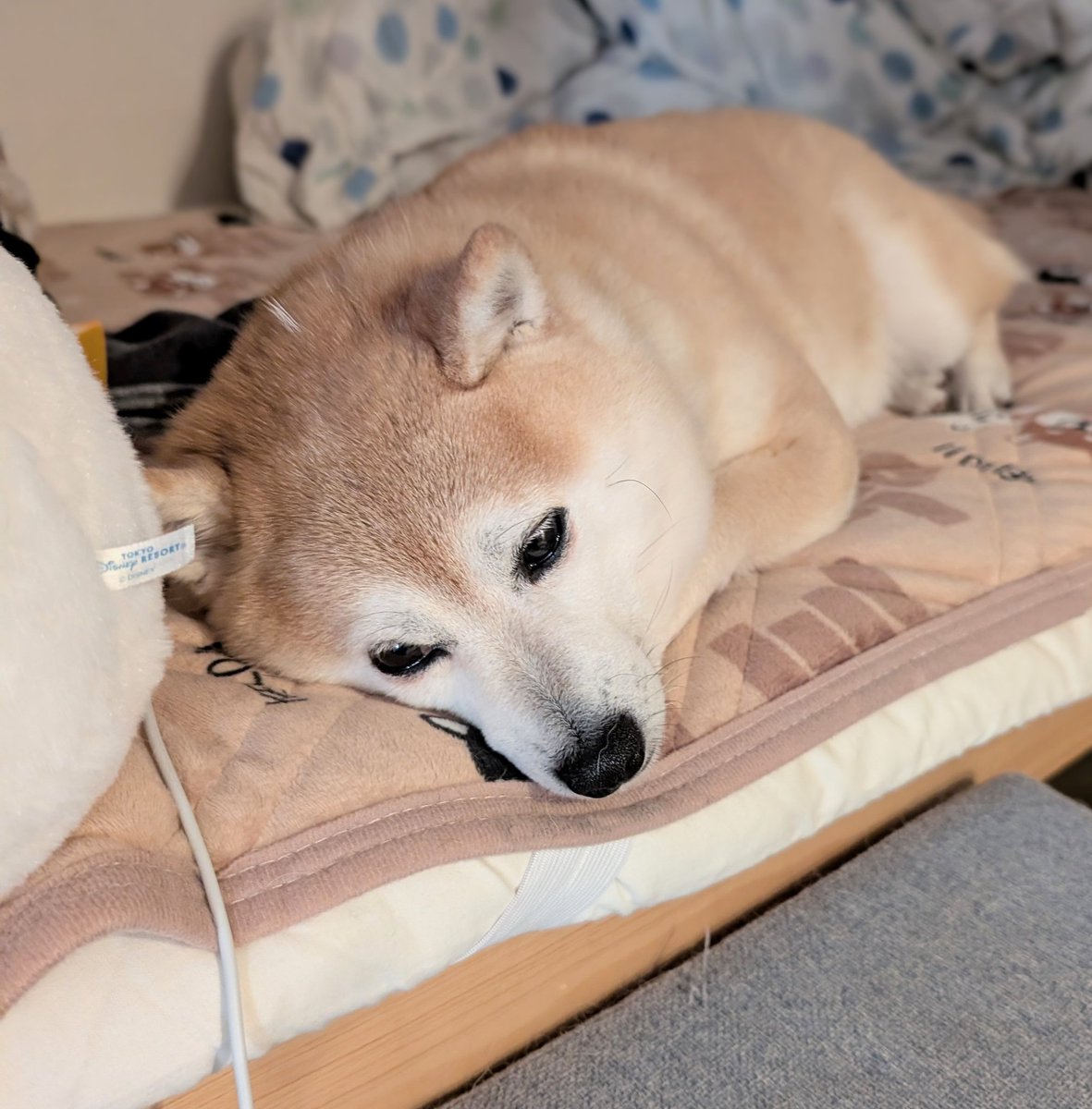KURUMILK.SHIBAINU tweet media