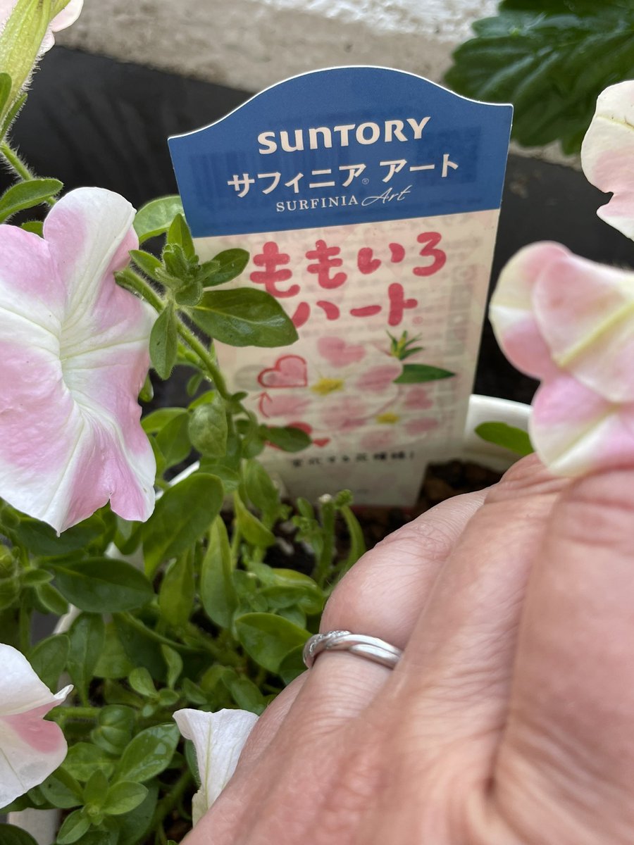 cao🌸☃️🖤 tweet media