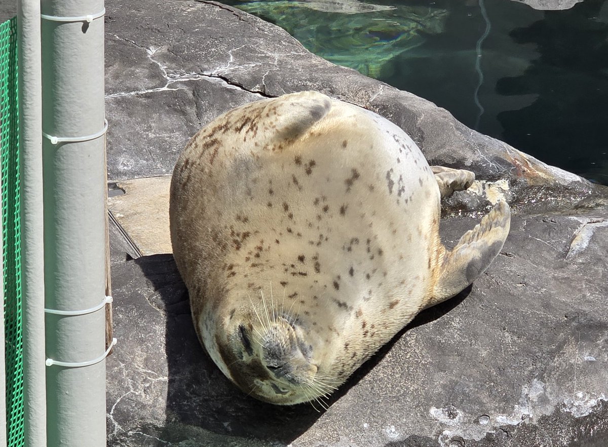 むちごま🦭 tweet media