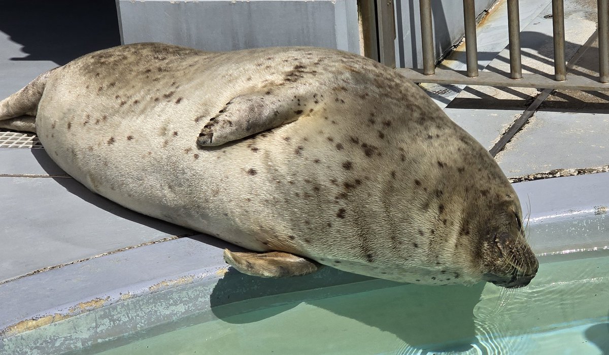 むちごま🦭 tweet media