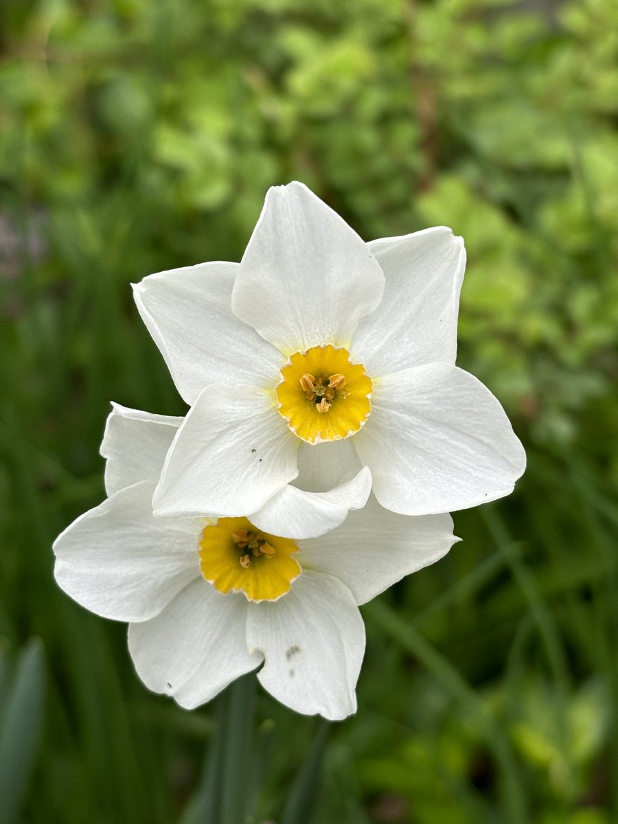 金色のヤタ☆事実整頓☆ tweet media