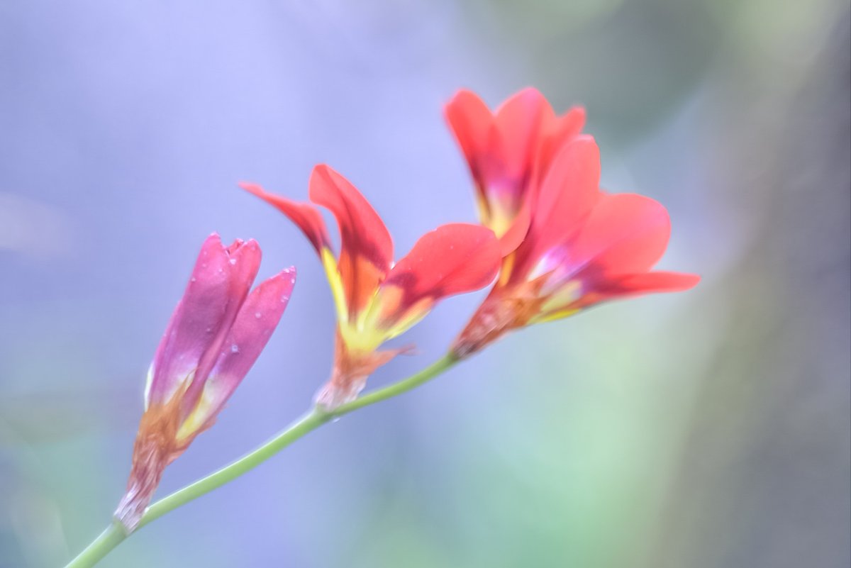 masaton_camera's tweet photo. ペンタコンレンズを使ってみた https://t.co/BuflM5GqaN