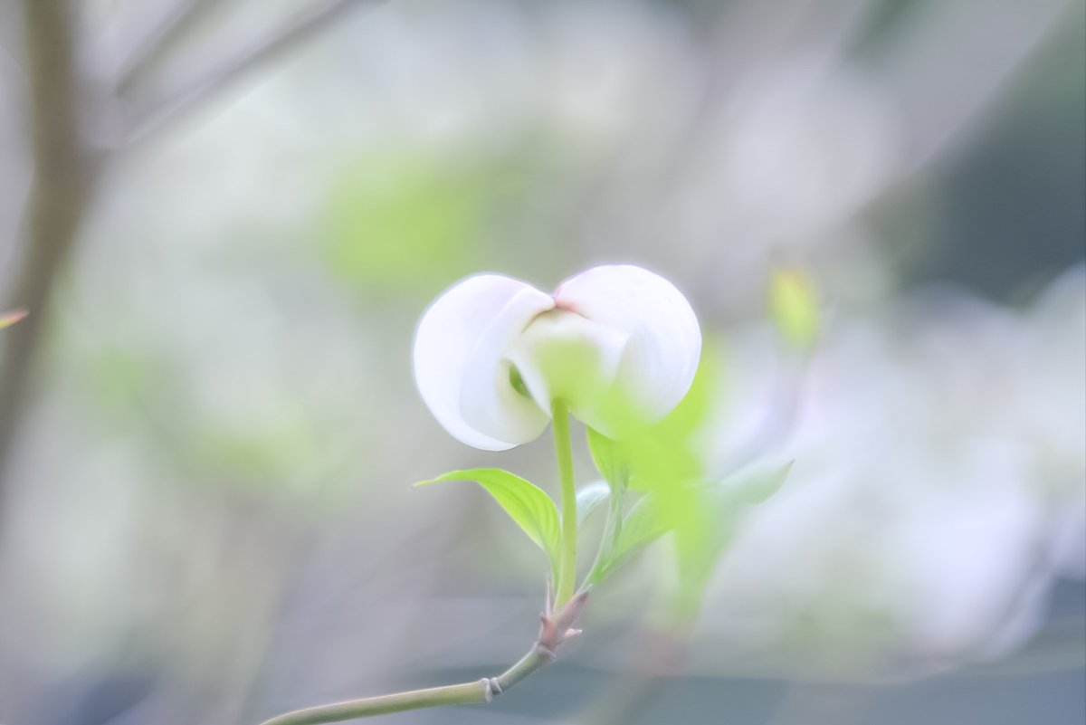 masaton_camera's tweet photo. ペンタコンレンズを使ってみた https://t.co/BuflM5GqaN