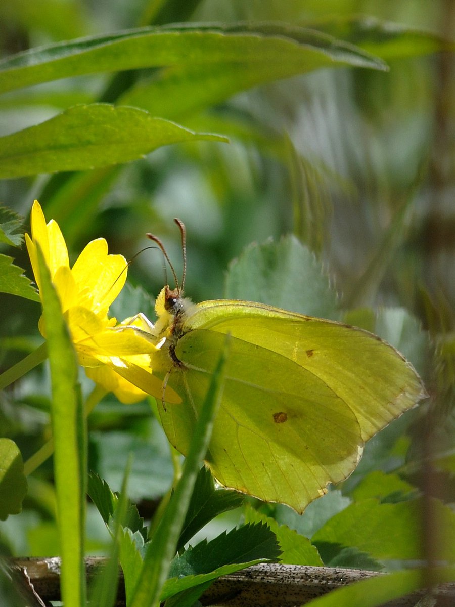 cojeprawda's tweet image. 💛☕️
#GoodMorningEveryone #SundayYellow #Spring #NatureBeauty #NaturePhotography