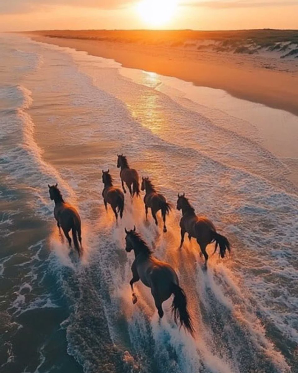 LOYAL HORSES 🐎 tweet media