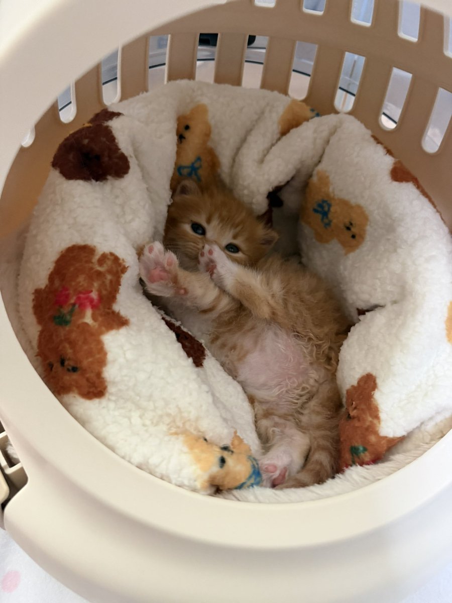 째앙금 tweet media