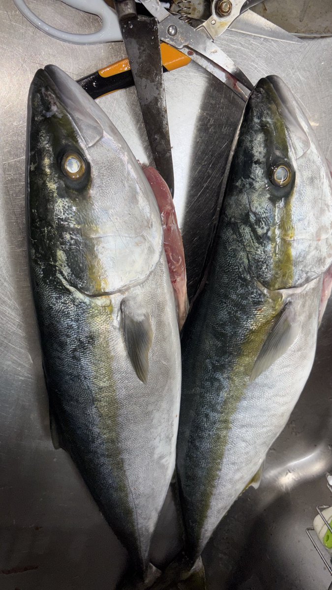 PrccqIObm1nMqFU's tweet image. 兵長ブリ着弾w

#デカw
#TGF