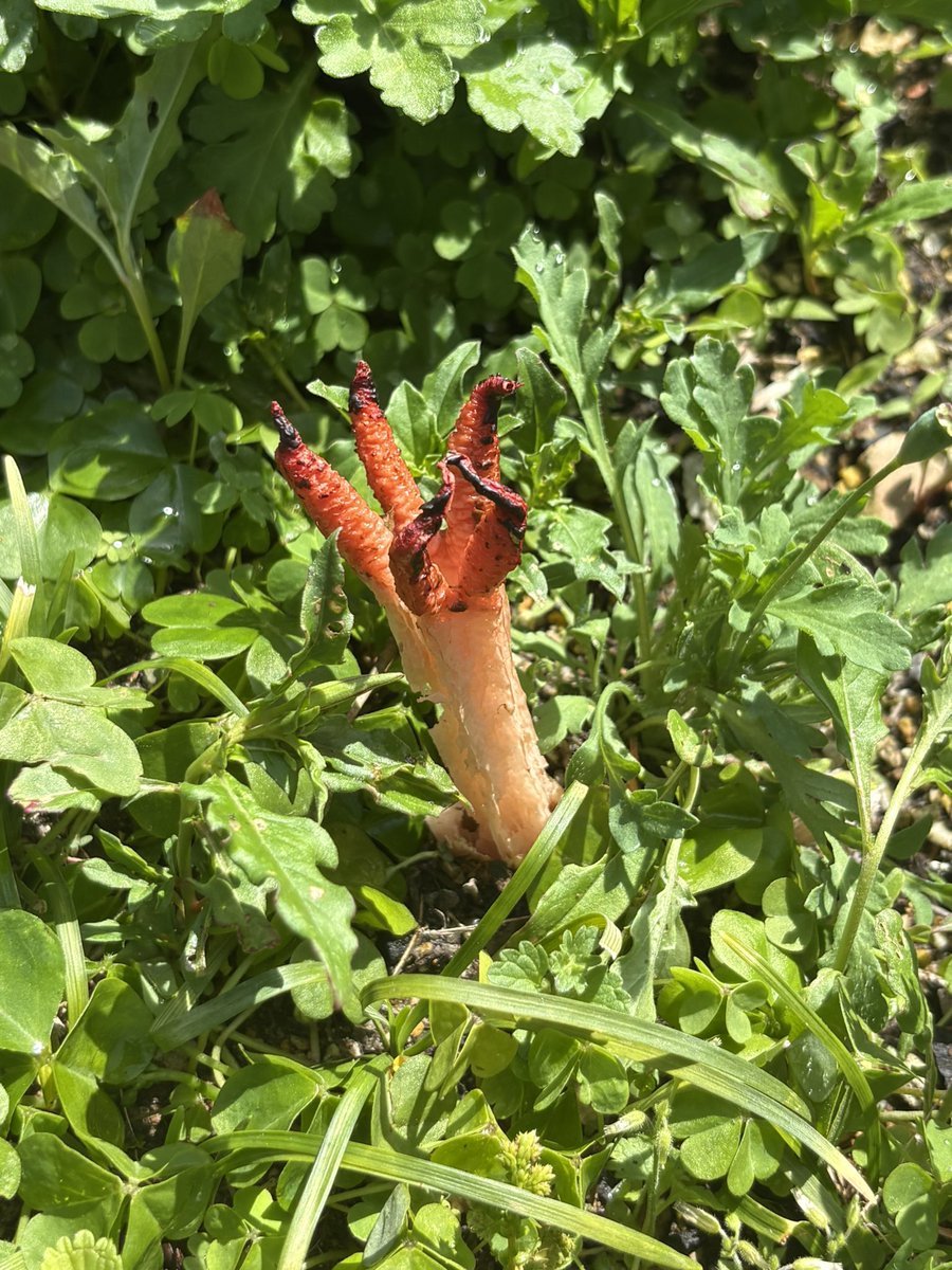 NAO-METAL🏮 tweet media