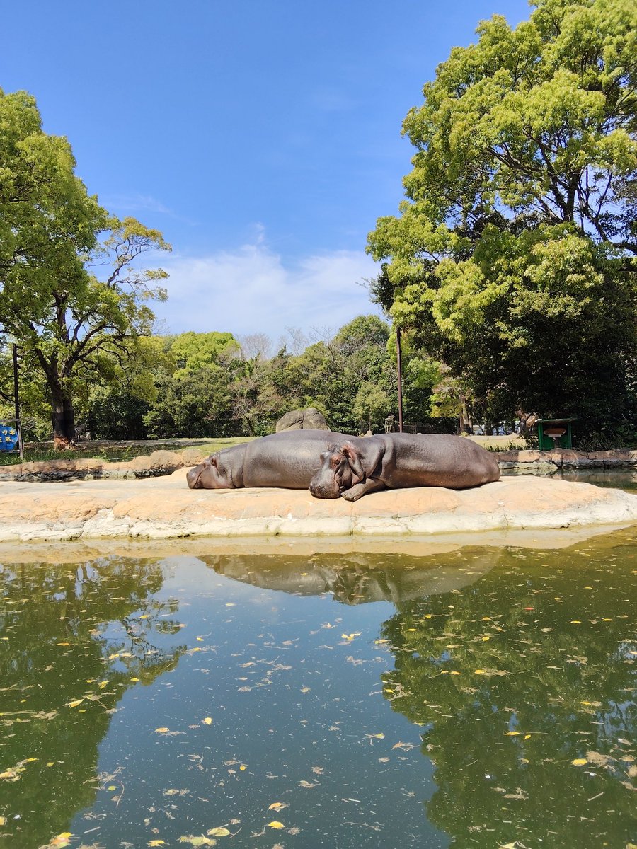 non_hoi_park's tweet photo. 暖かい日は上陸する時間が増えます🦛✨️

#のんほいパーク #豊橋 #動物園 #カバ https://t.co/lGpfY6ZLe5