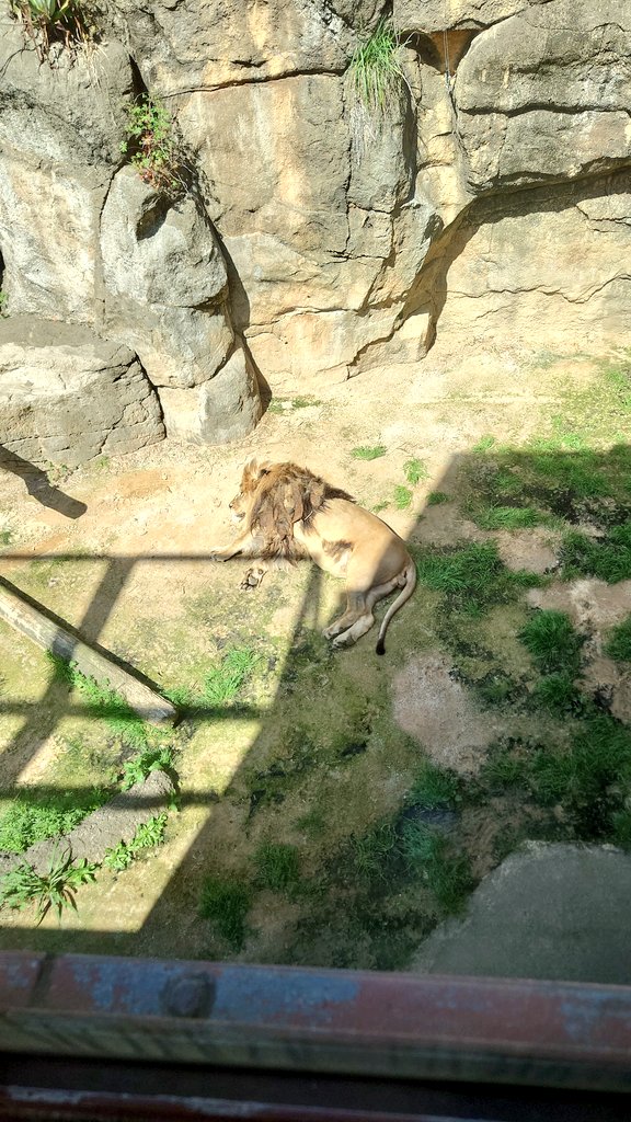 寝ライオン