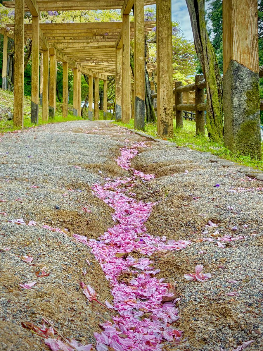 ゆかりゃ🌸 tweet media