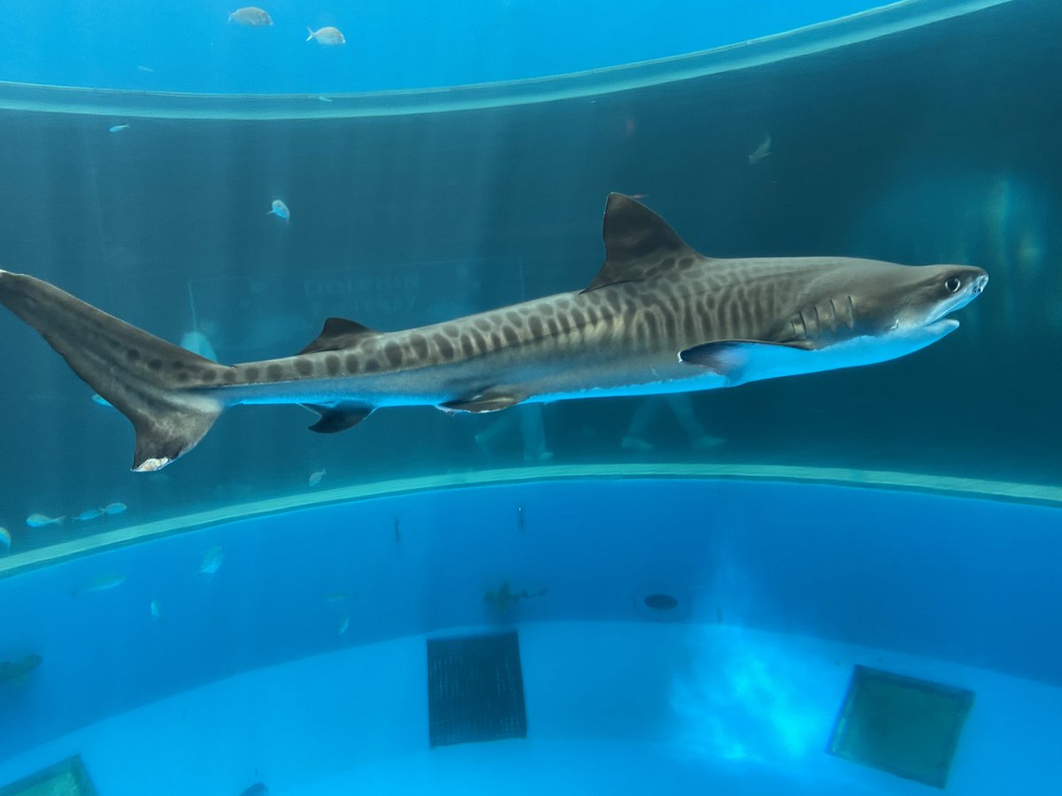 syuri531 tweet media