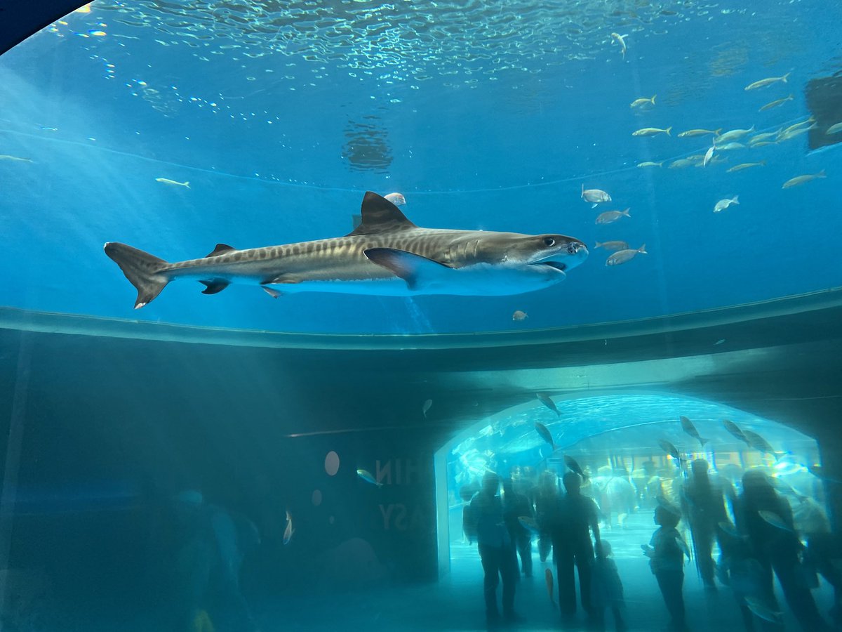 syuri531 tweet media