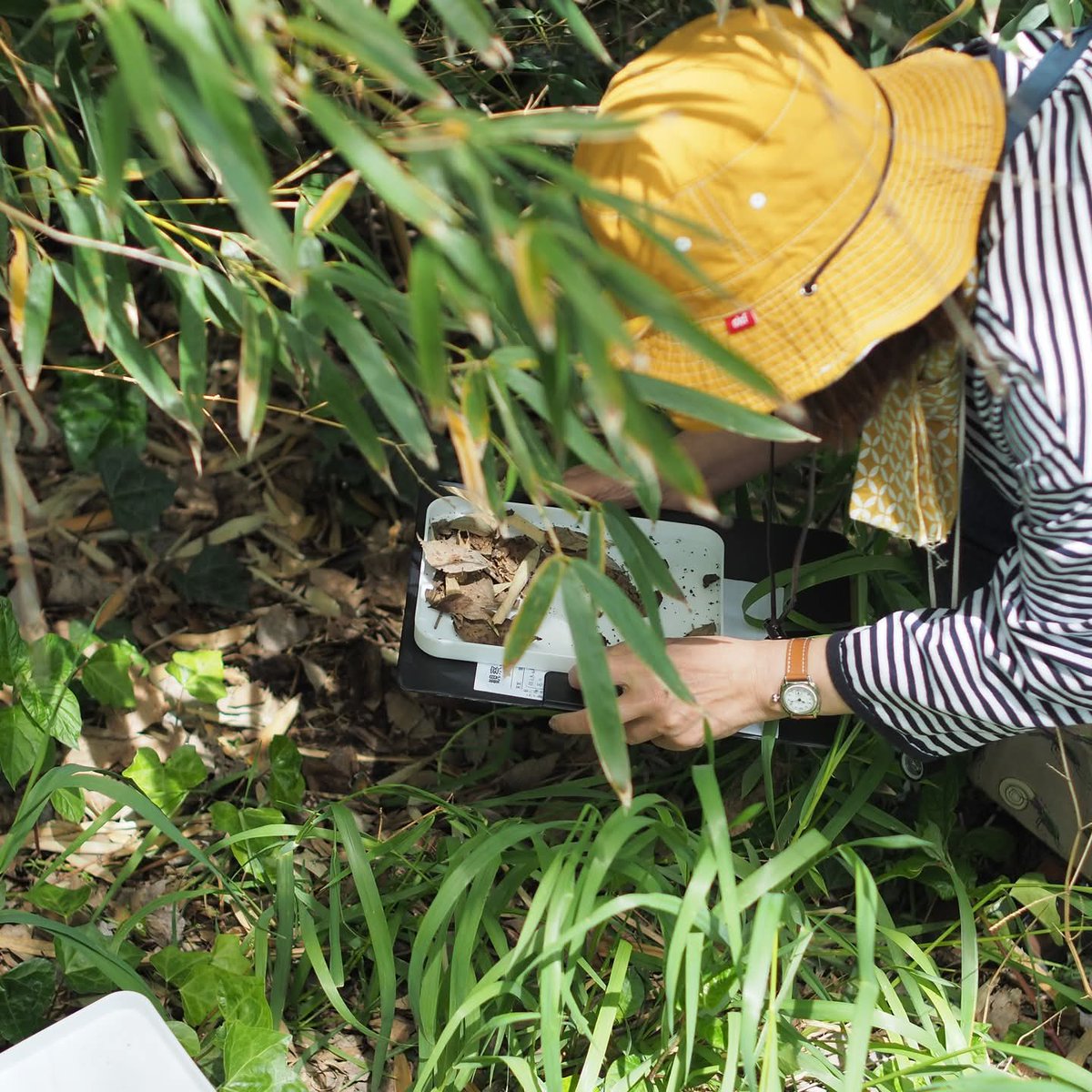 forestthree's tweet photo. お二人とも土壌動物のサンプルや資料、観察道具などをたくさんご用意くださったので、土壌動物未体験の参加者でもすぐにその姿形やサイズ感、探し方や見つけ方のコツを理解していただけました!
#けろもち
#カナ旅
#biotopguild
#土壌動物
#ねころんでミル
#馬入水辺の楽校 https://t.co/nHQAUWNvjA
