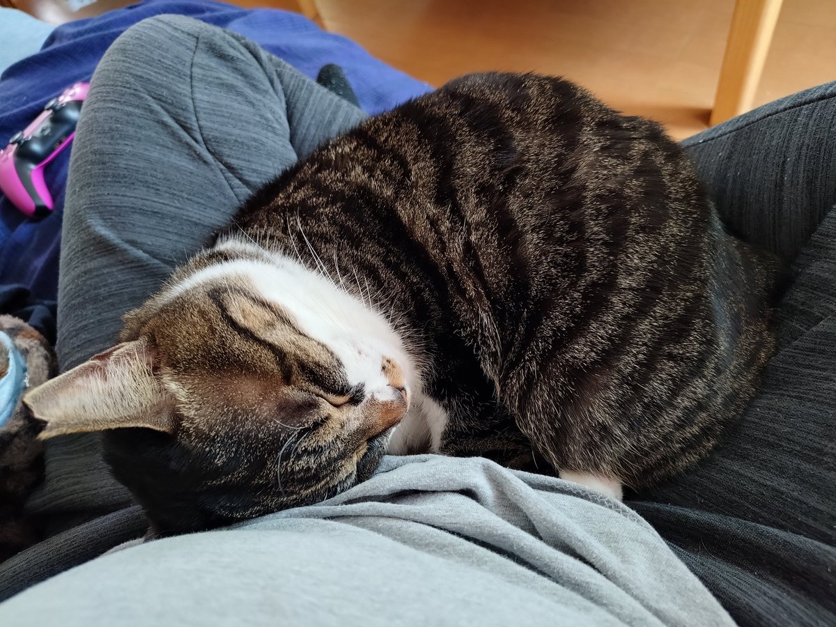 びんごぼんご tweet media