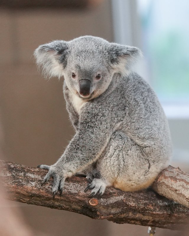 ContextKoalasJP's tweet image. #koala