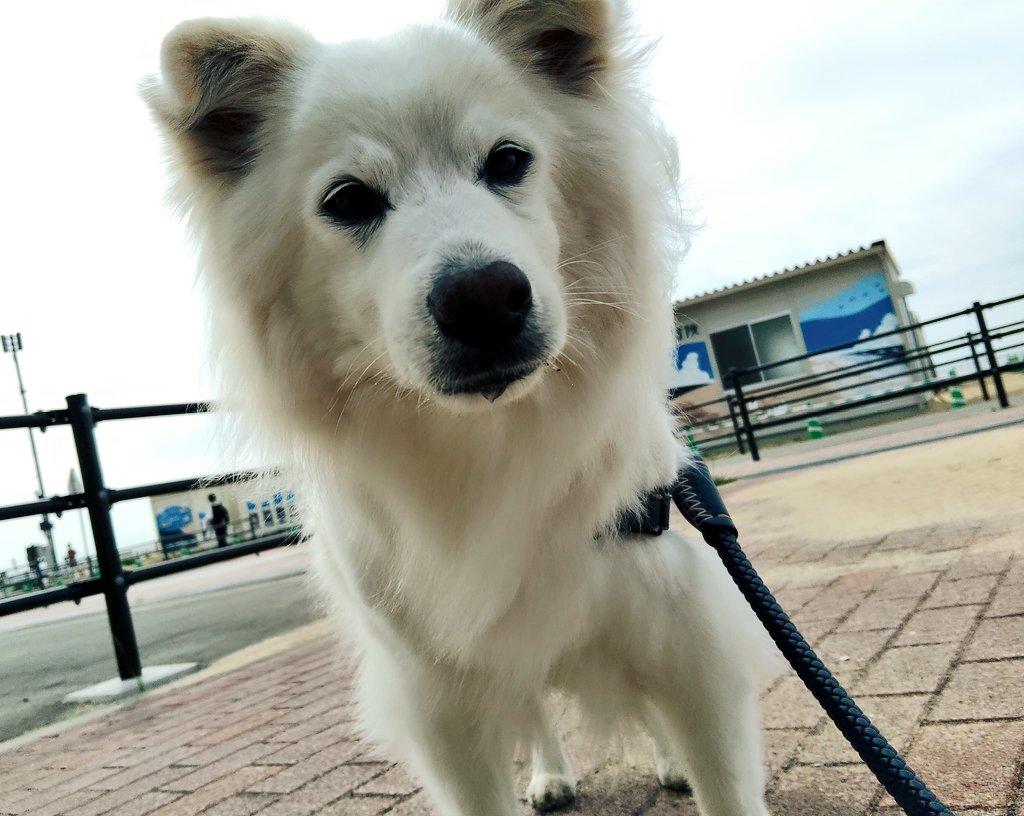 今朝のバズくんだよ🏘️🌊🐾