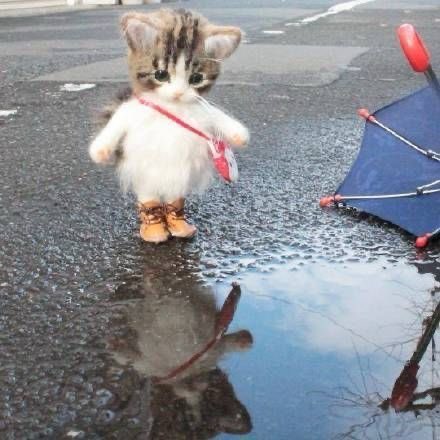 นางจะไปเป้นเหมียวโกอินเตอร์เหรอ