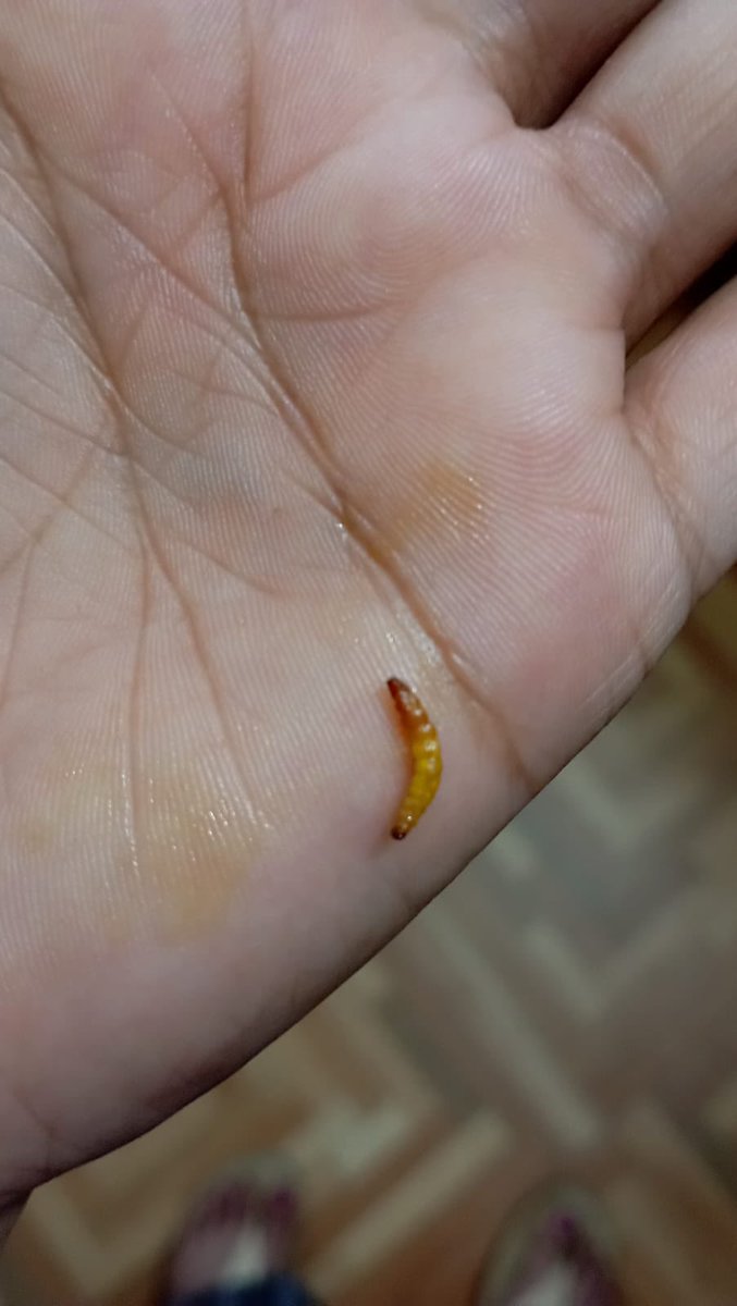 lustar_xd's tweet photo. @Nestle Serious concern. 
Ordered a pack of Maggi via Blinkit and found this inside.
This is not a minor issue — this is a food safety lapse.
Expect better quality control from a brand like Nestlé. When products are consumed daily by millions, there’s zero room for this. https://t.co/DYKDckYh3g