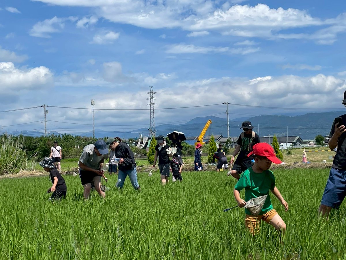 🍙田んぼの生きもの調査で田んぼ博士になろう
🌾稲を育てている田んぼに入って大丈夫なんでしょうか？もちろん、稲を倒したり踏んでしまうのはブッブーです。でも稲を育てるために必要な隙間（条間）なら大丈夫。田んぼの土に空気が入って根が元気になるかも🐸
#田んぼ博士になろう
#子どもと田んぼ